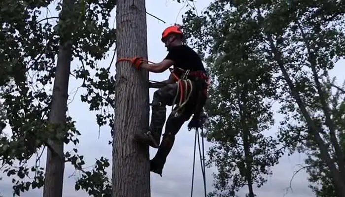 logger climbing tree with high heel boots